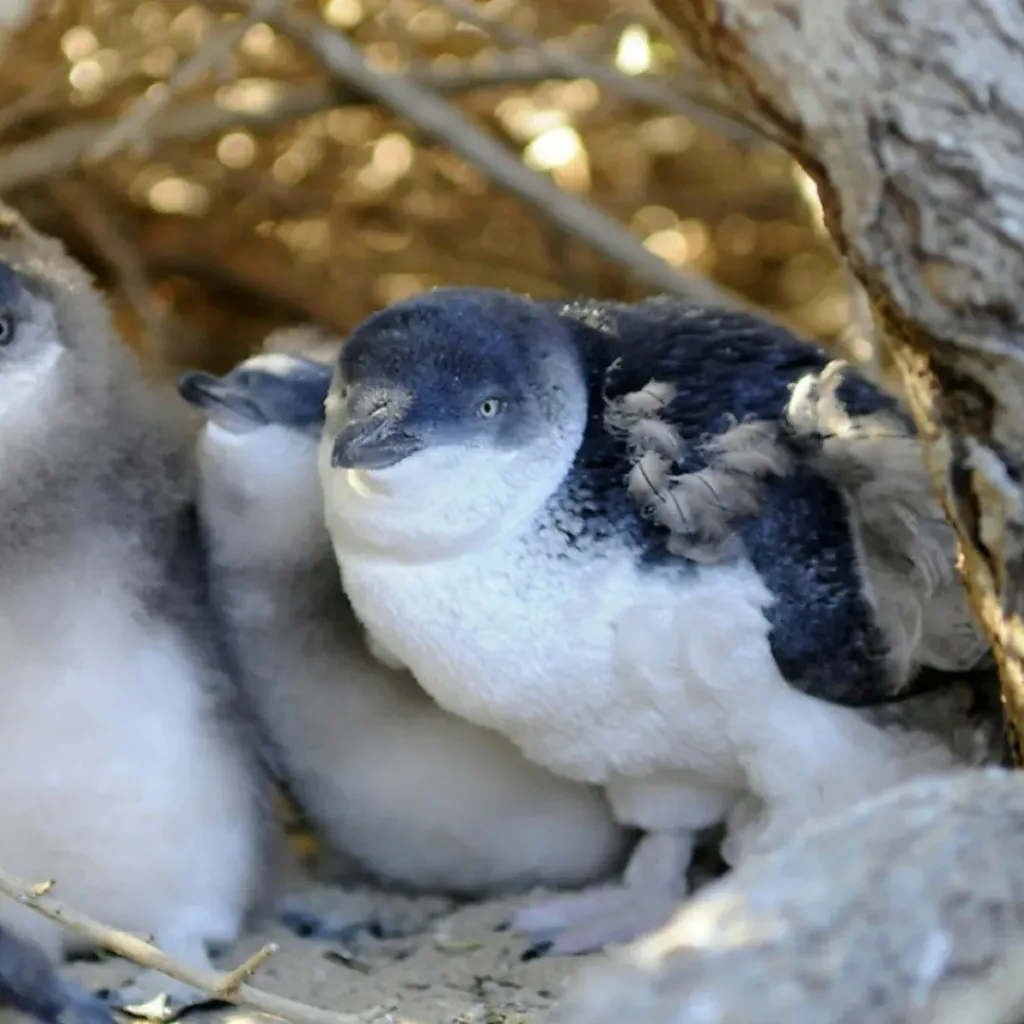 Penguin Island - 5