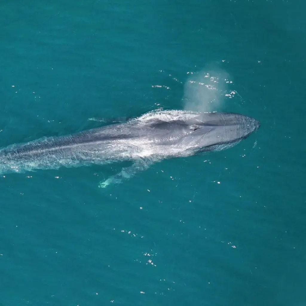 Birds Eye View Ningaloo - 2