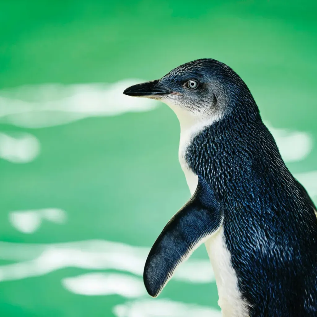 Penguin Island - 4