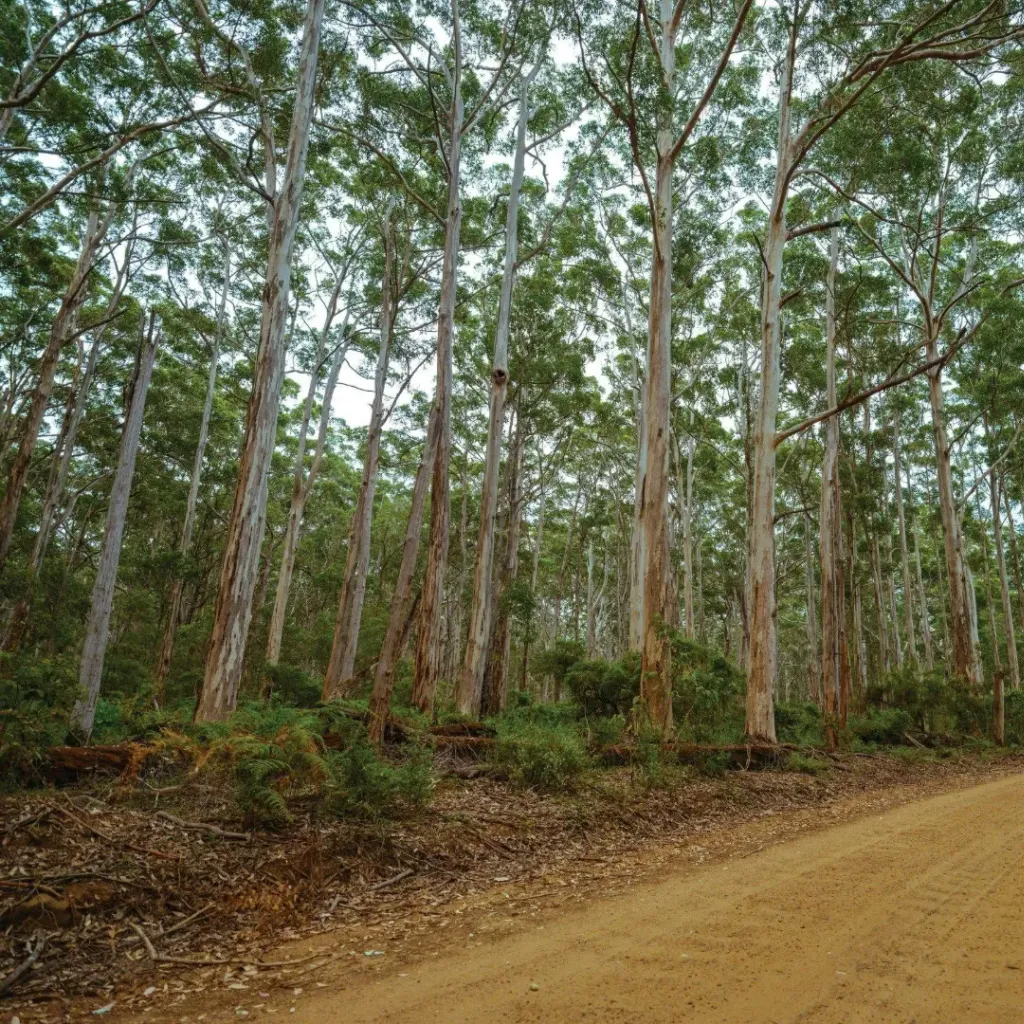 Boranup Forest Viewpoint - 2