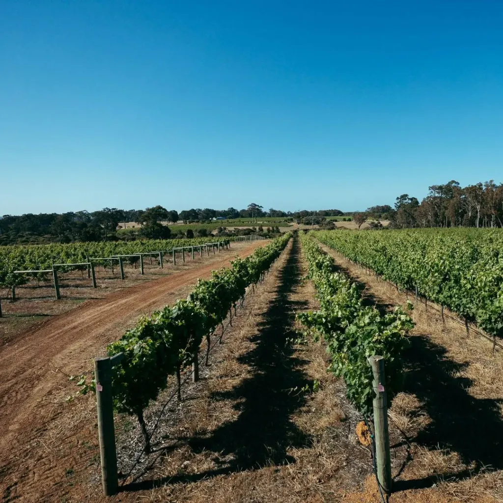 Fishbone Wines - 3