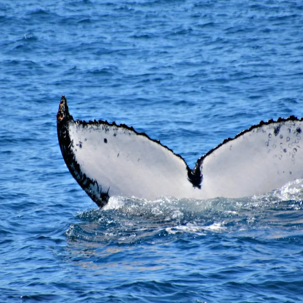 Whale Watch Western Australia - 3