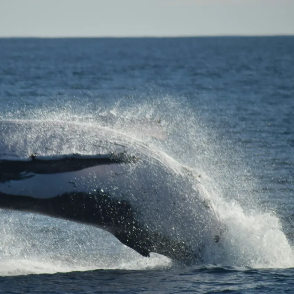 All Sea Charters Eco Tours - 3