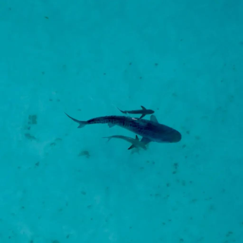 Birds Eye View Ningaloo - 6