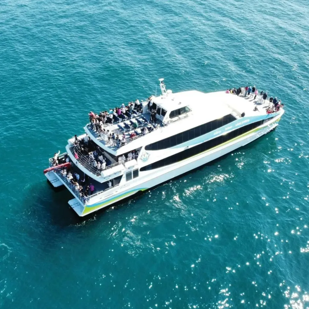 Whale Watching Perth - 1
