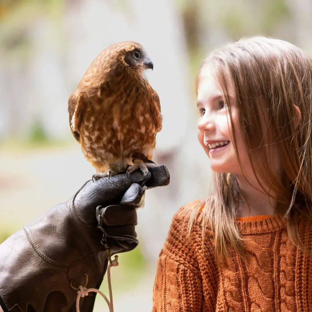 Capes Raptor Centre - 4