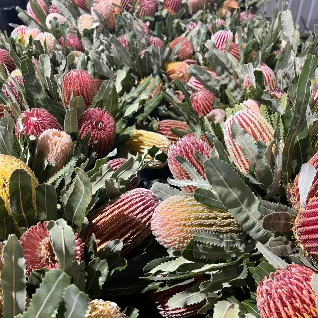 Yelverton Protea Farm - 2