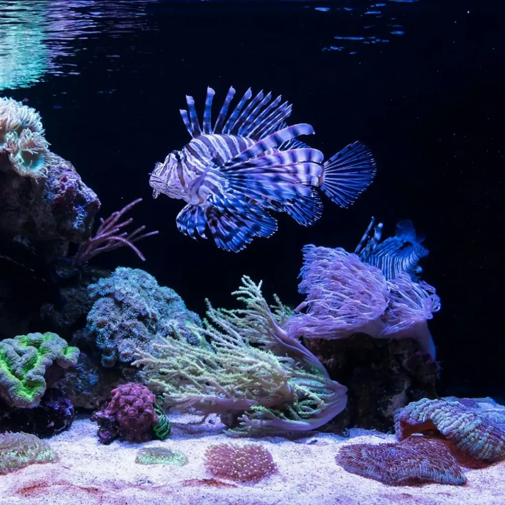AQWA The Aquarium Of Western Australia - 2