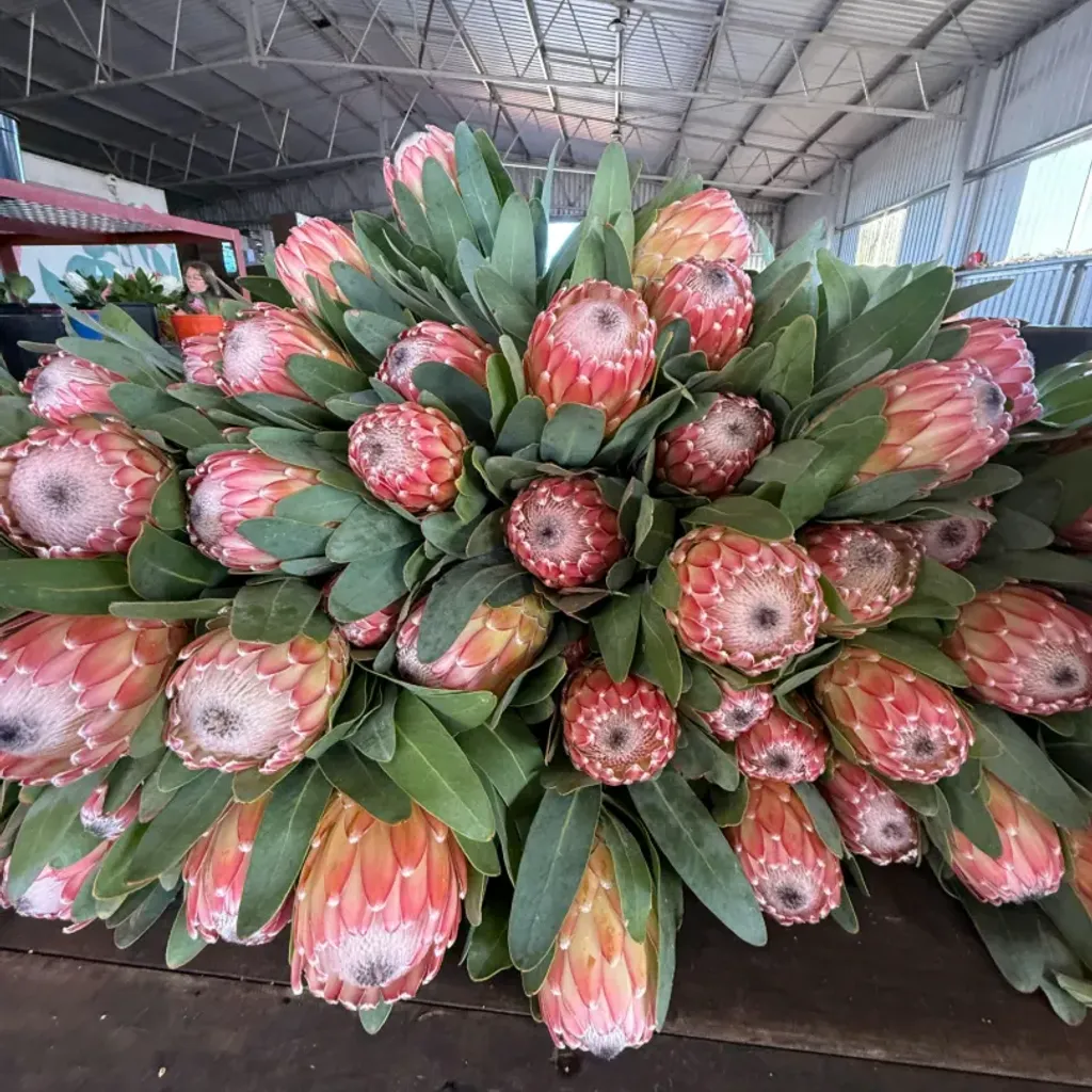Yelverton Protea Farm - 4