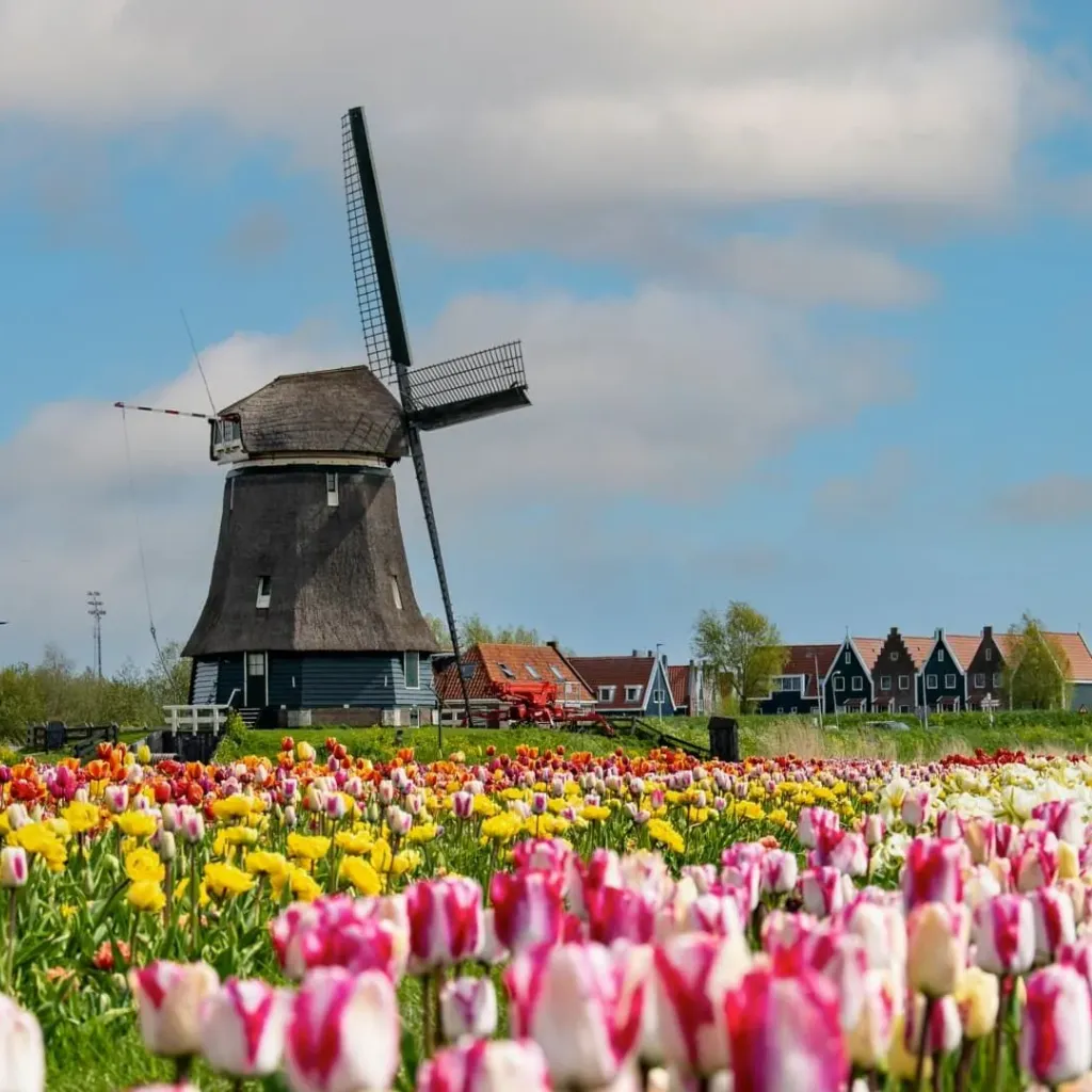 Tulip Tours Holland - 1