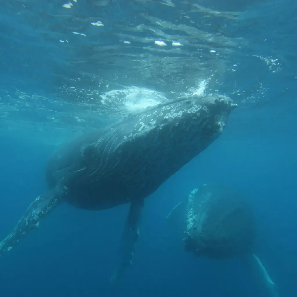 Whale Watch Western Australia - 4