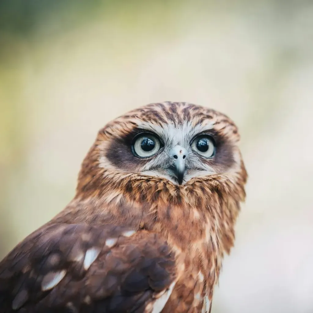 Capes Raptor Centre - 3