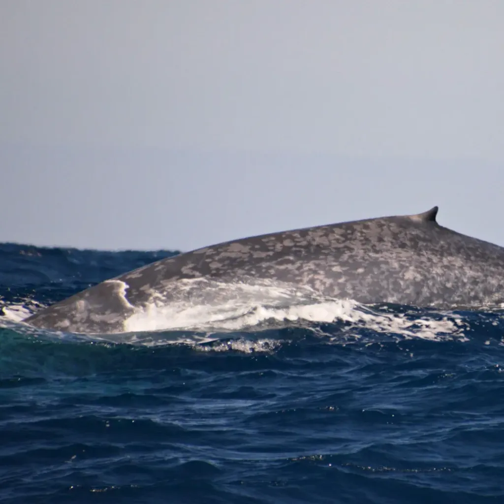 Whale Watch Western Australia - 5