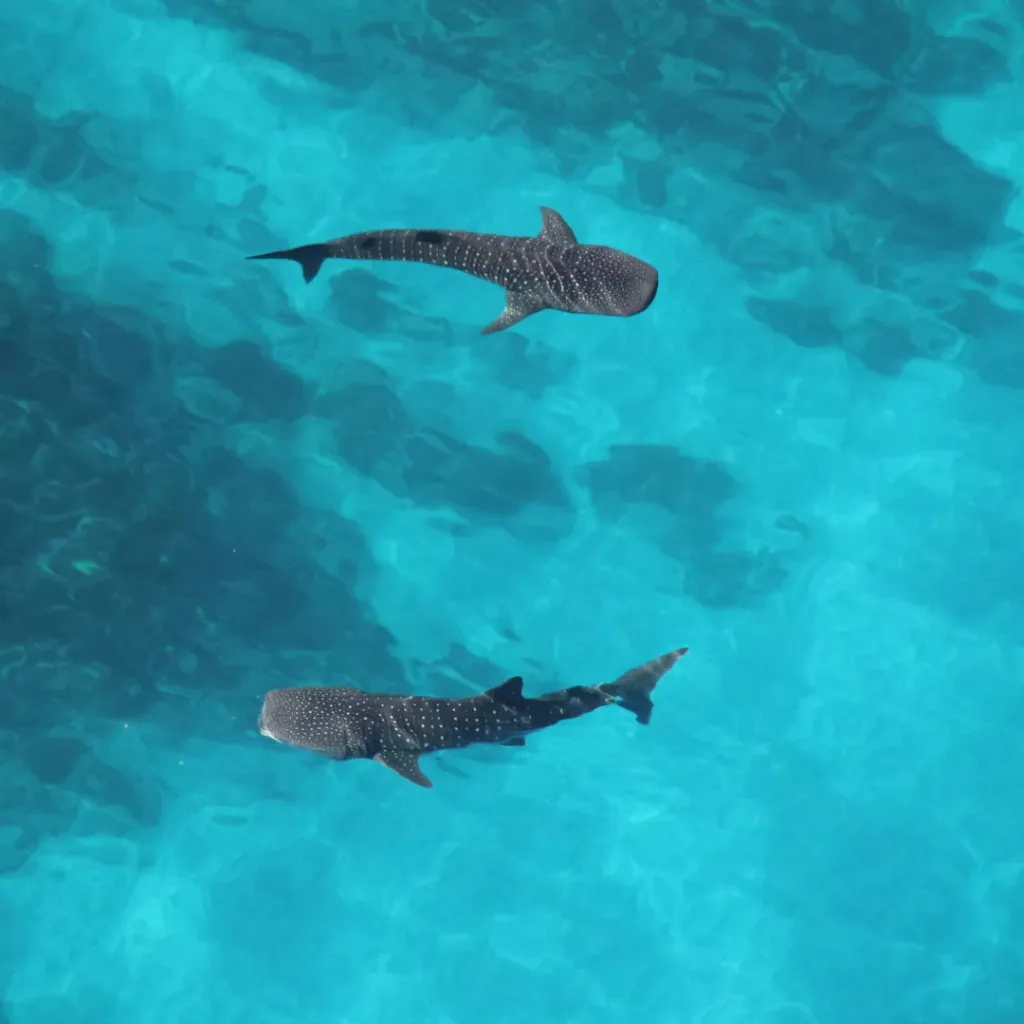 Birds Eye View Ningaloo - 3