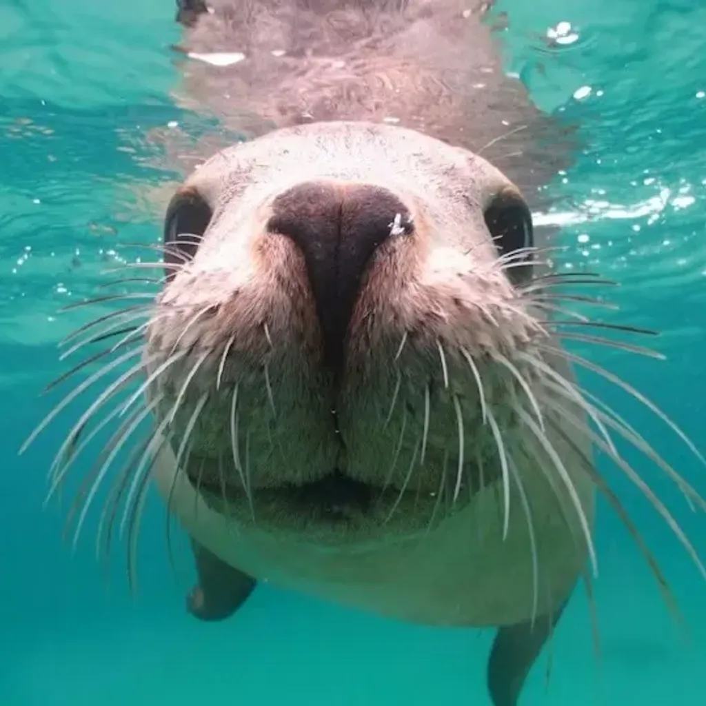 Seal Island - 1