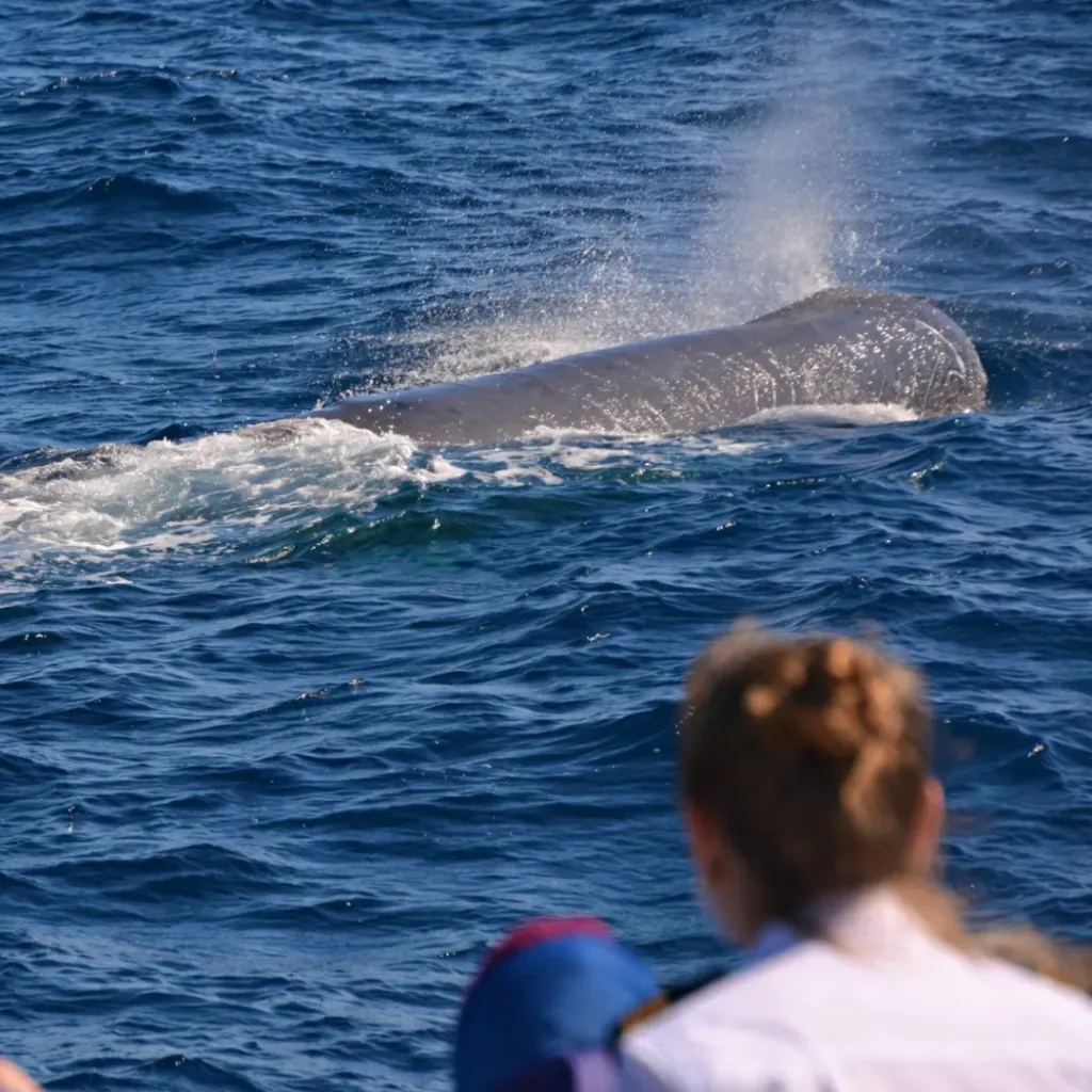 Whale Watch Western Australia - 2