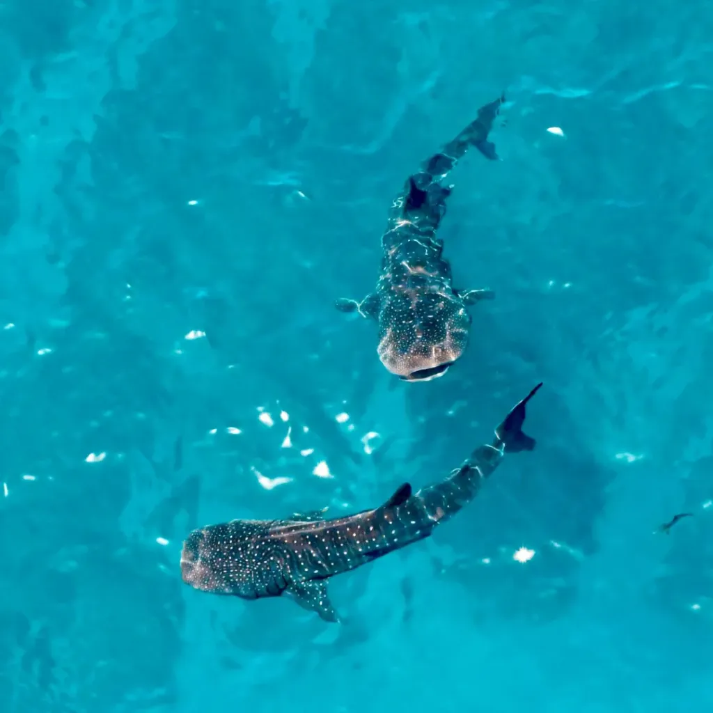 Birds Eye View Ningaloo - 4