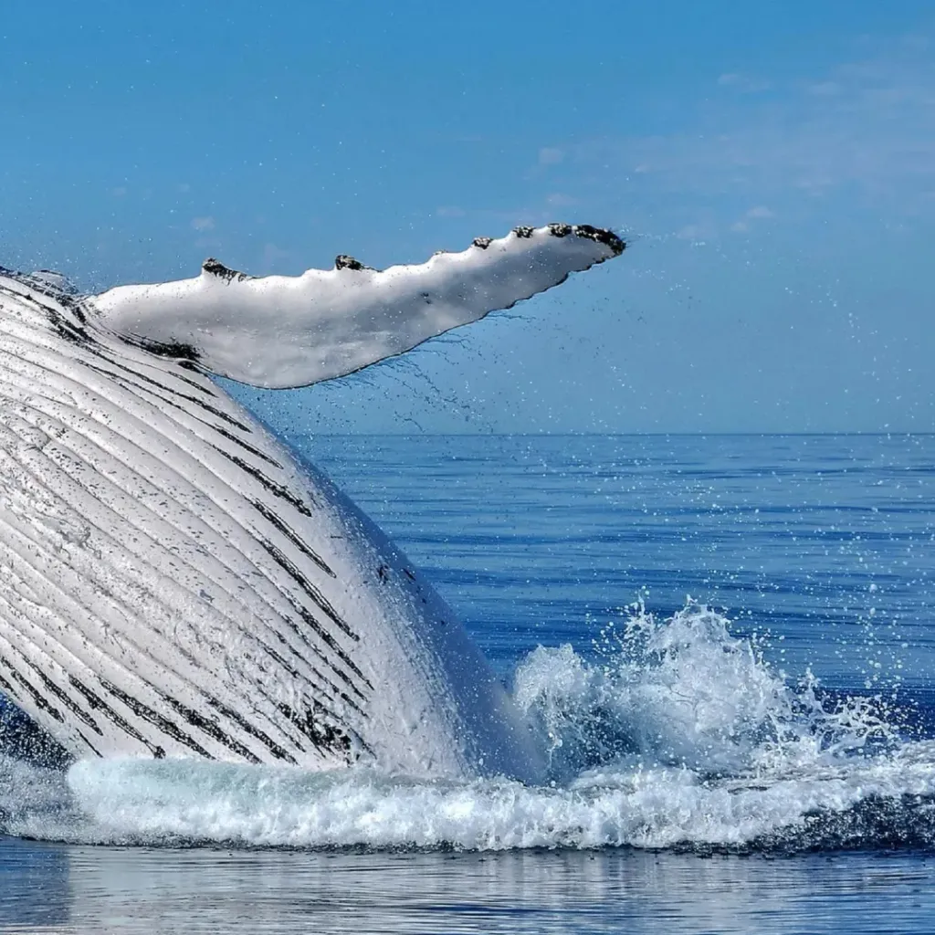 All Sea Charters Eco Tours - 2
