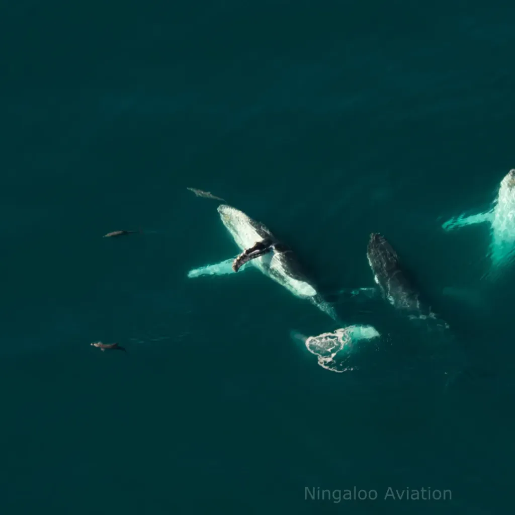 Ningaloo Aviation - 5