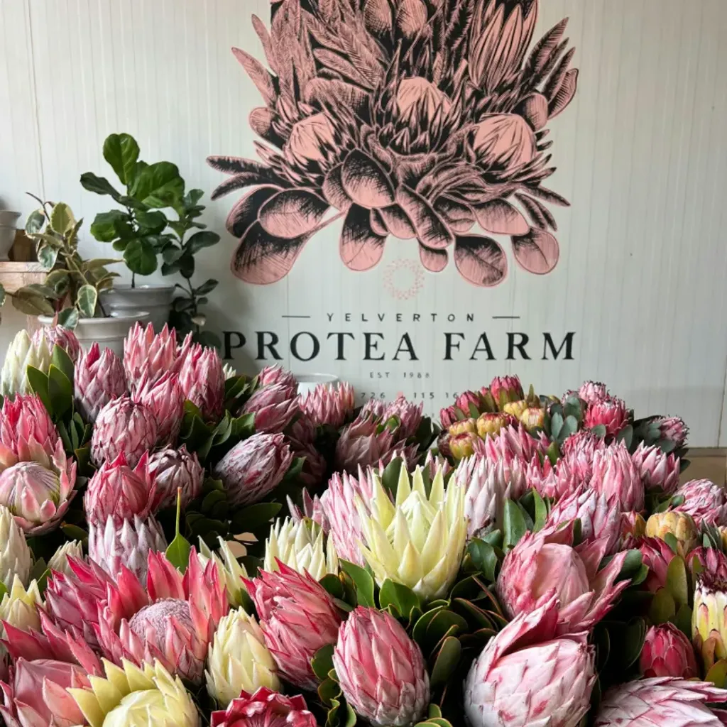 Yelverton Protea Farm - 1