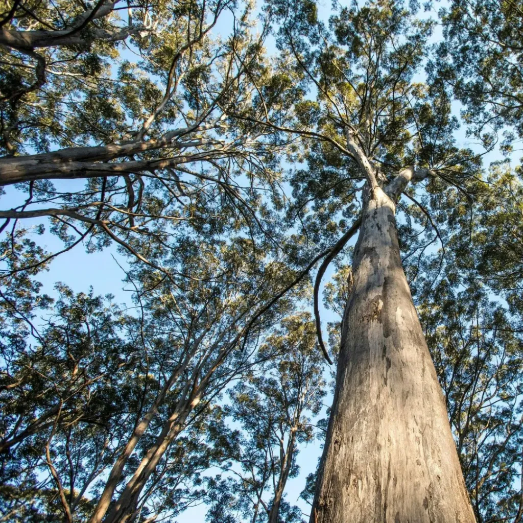 Boranup Forest Viewpoint - 3