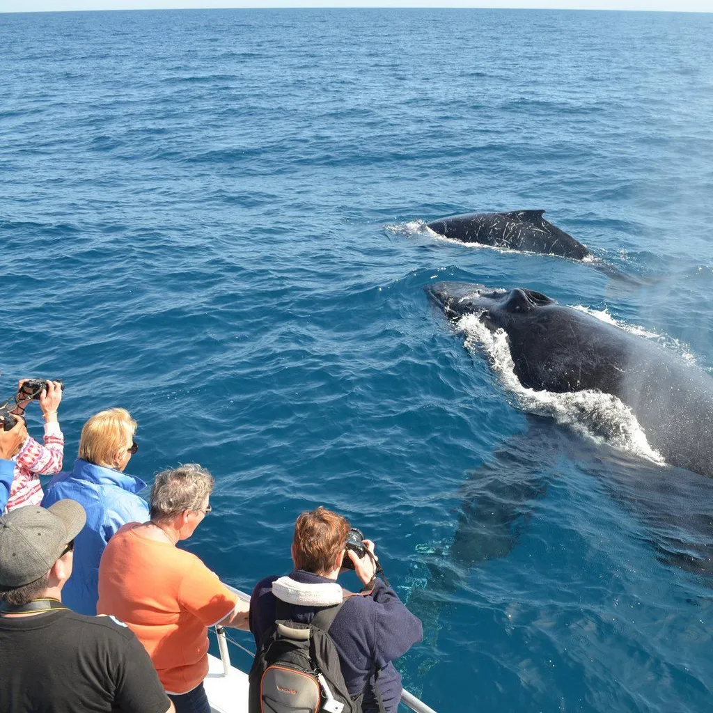 Punta Cana Tours - Bird & Whale Watching - 3