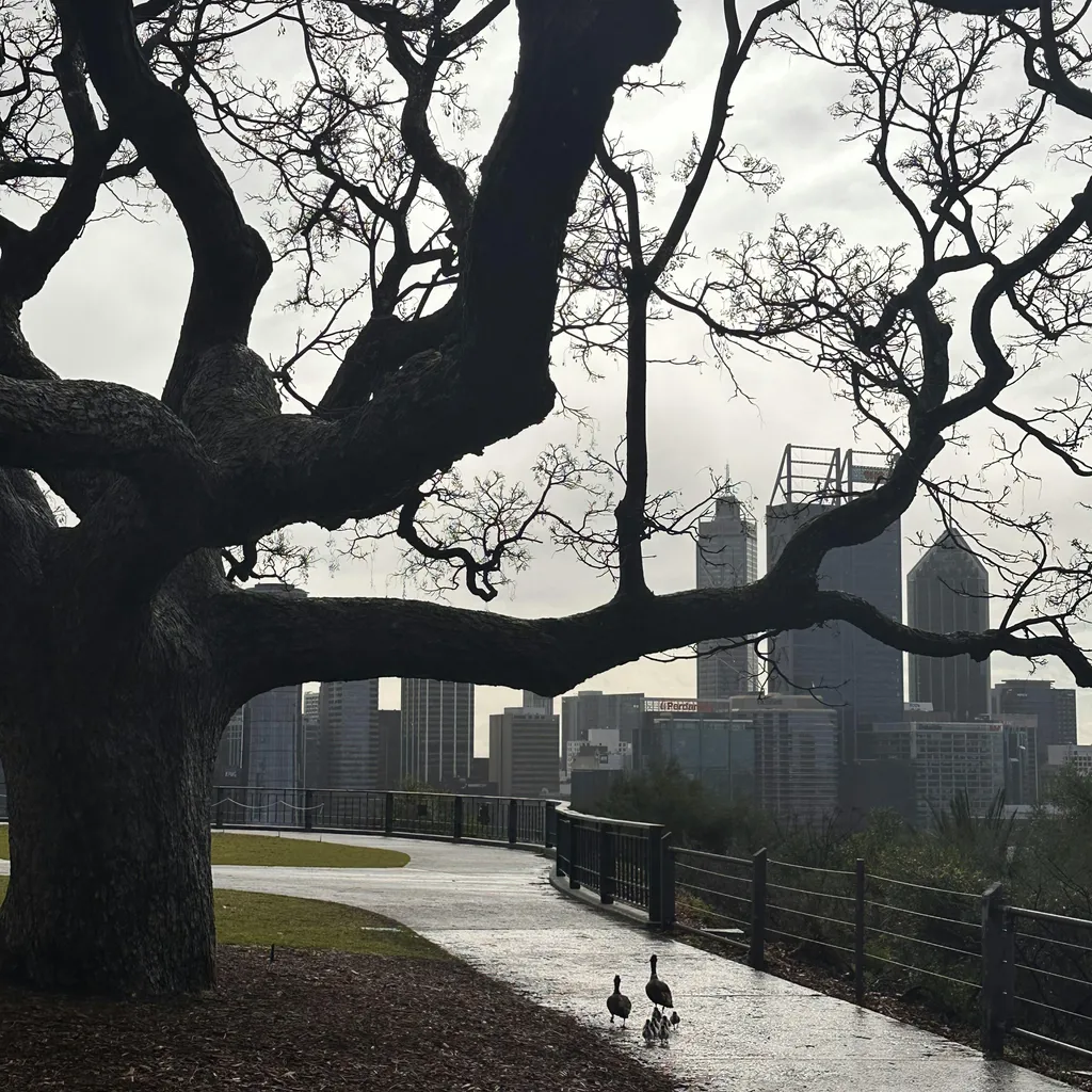 Kings Park and Botanic Garden - 1