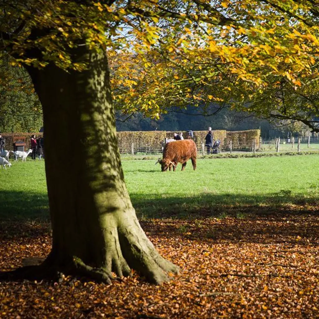 Amsterdam Forest - 2