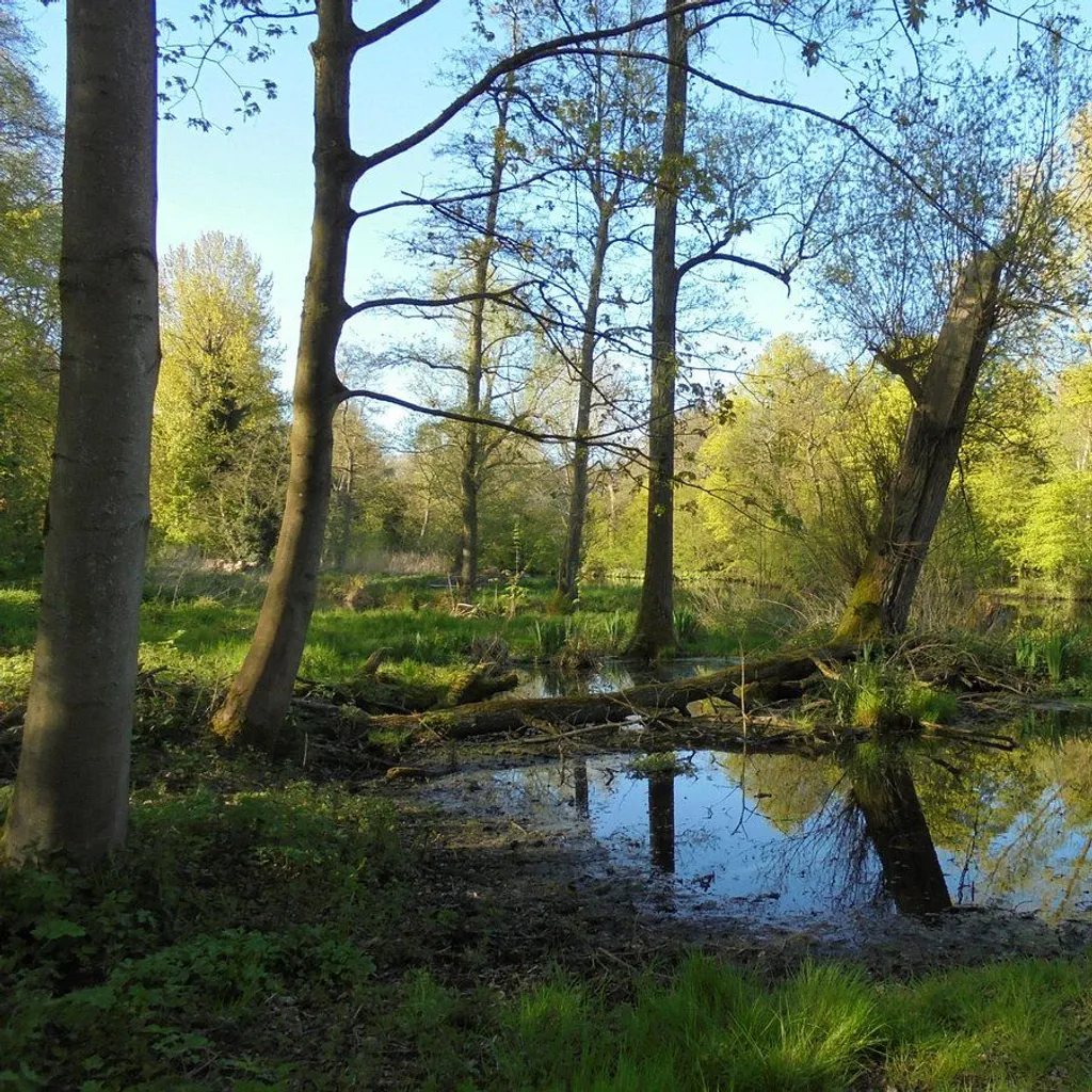 Amsterdam Forest - 1
