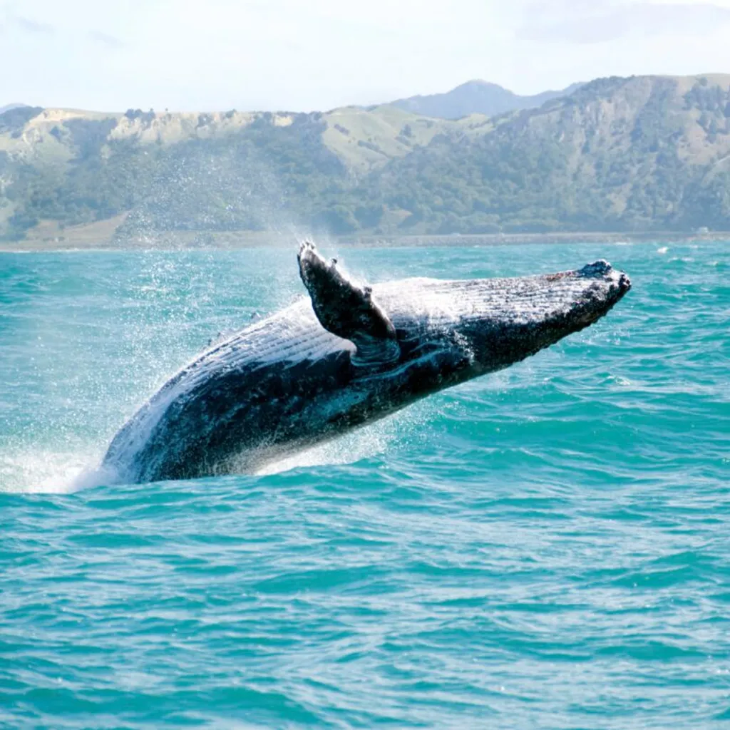 Whale watching Dominican Republic - Samana & Punta cana - 2