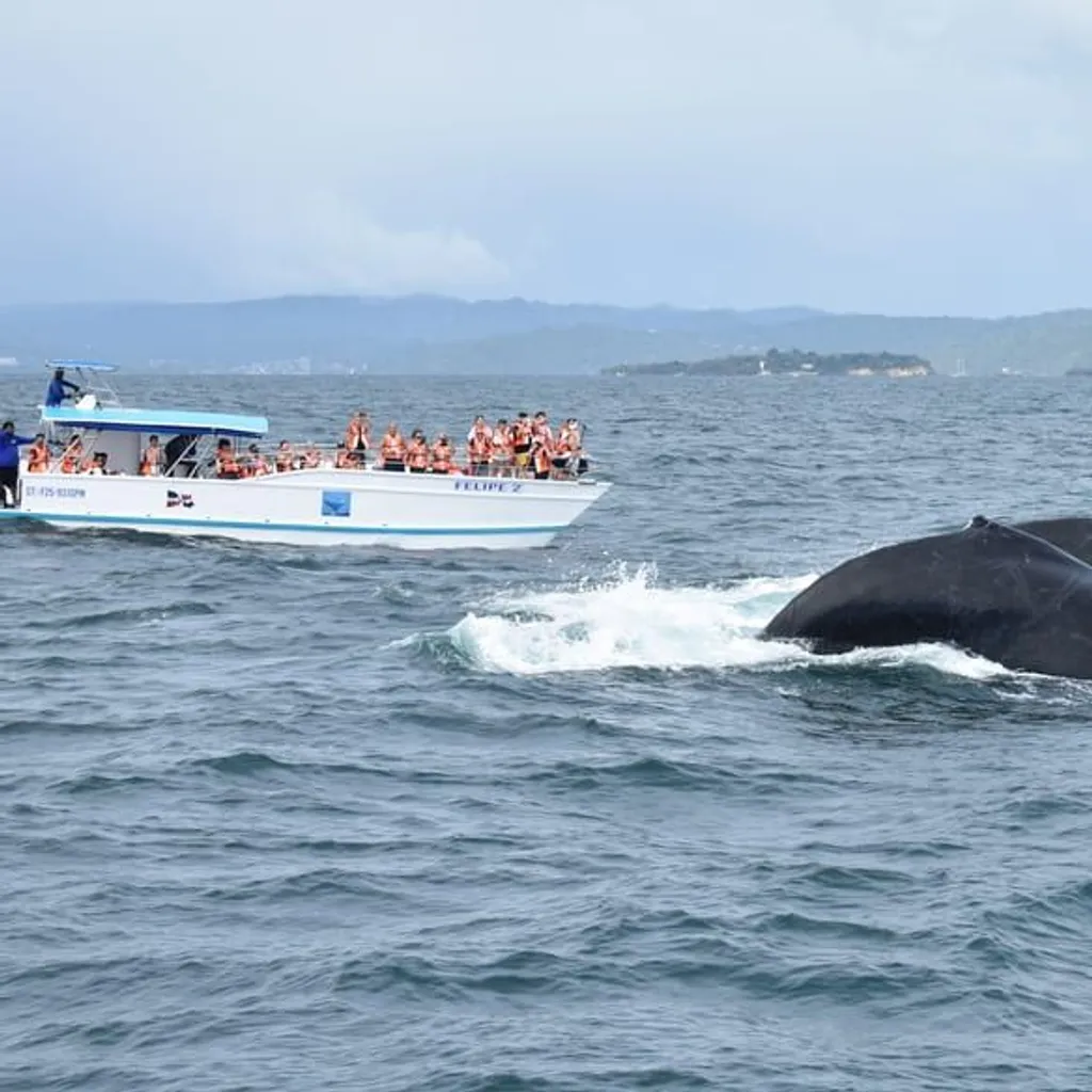 Whale watching Dominican Republic - Samana & Punta cana - 3