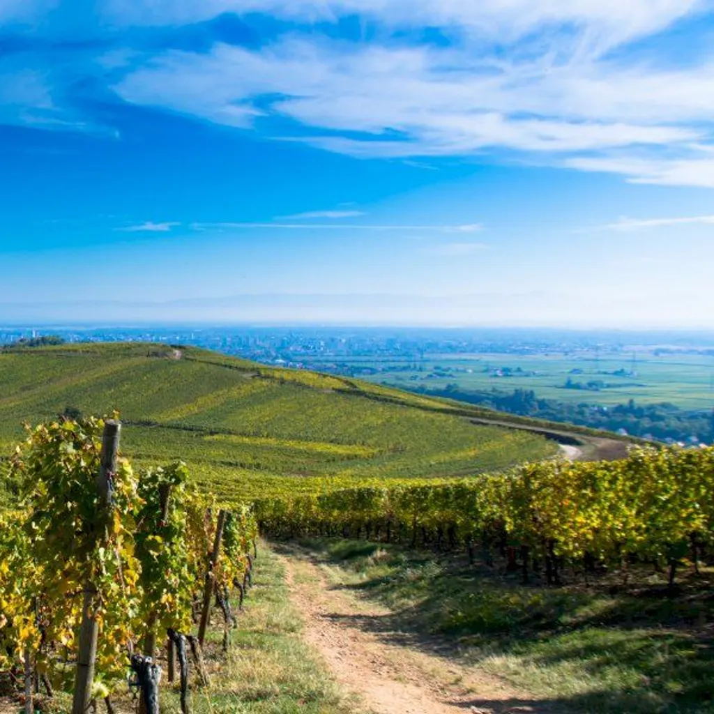 Alsace Private wine tour | Jeanguyot Wine Society - 4