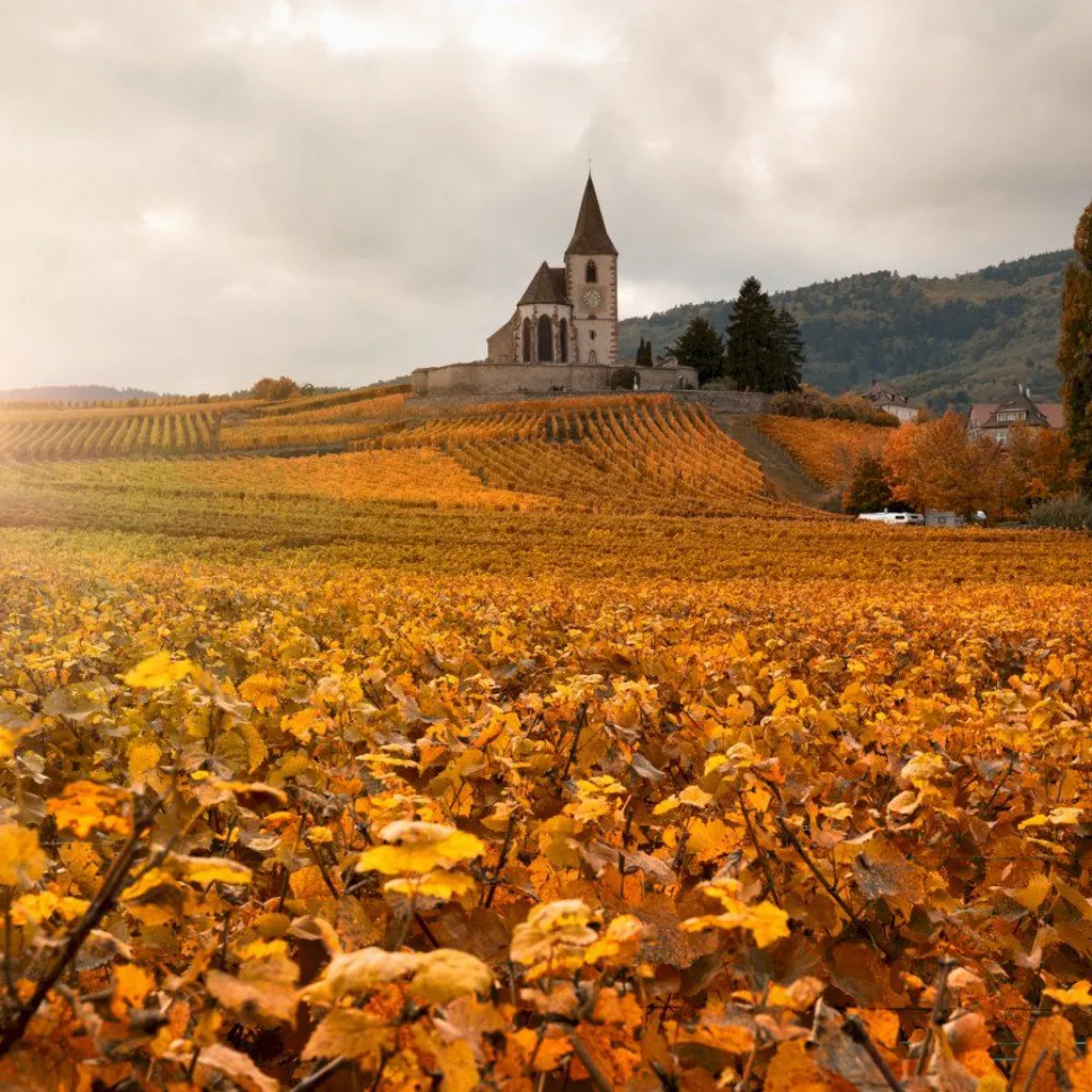 Alsace Private wine tour | Jeanguyot Wine Society - 3