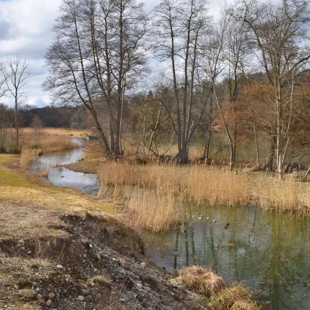 Wanderweg Rheinufer - 6