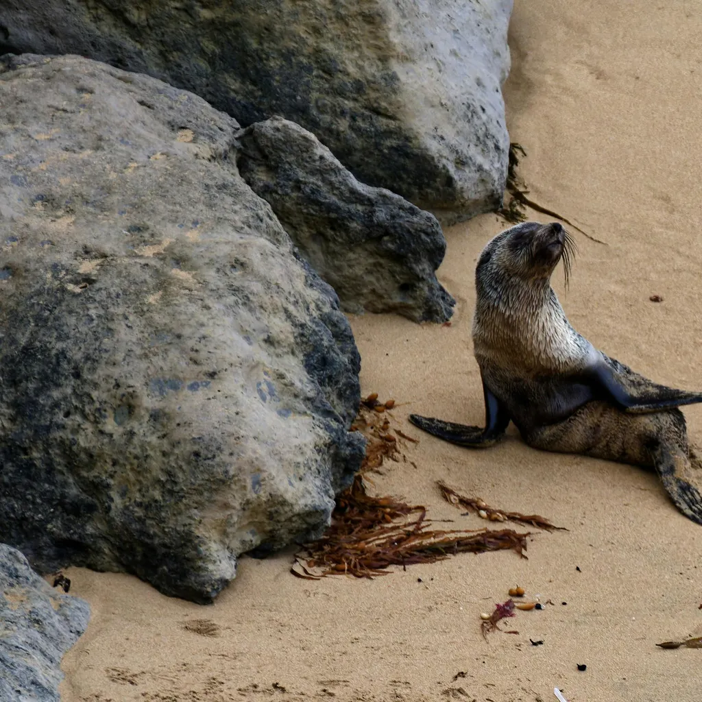 Seal Island - 3