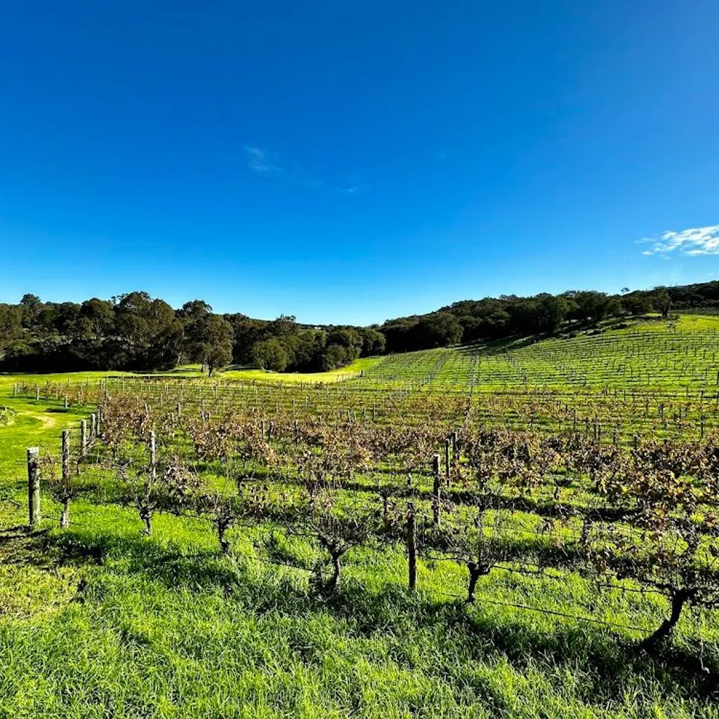 Cape Naturaliste Vineyard - 3