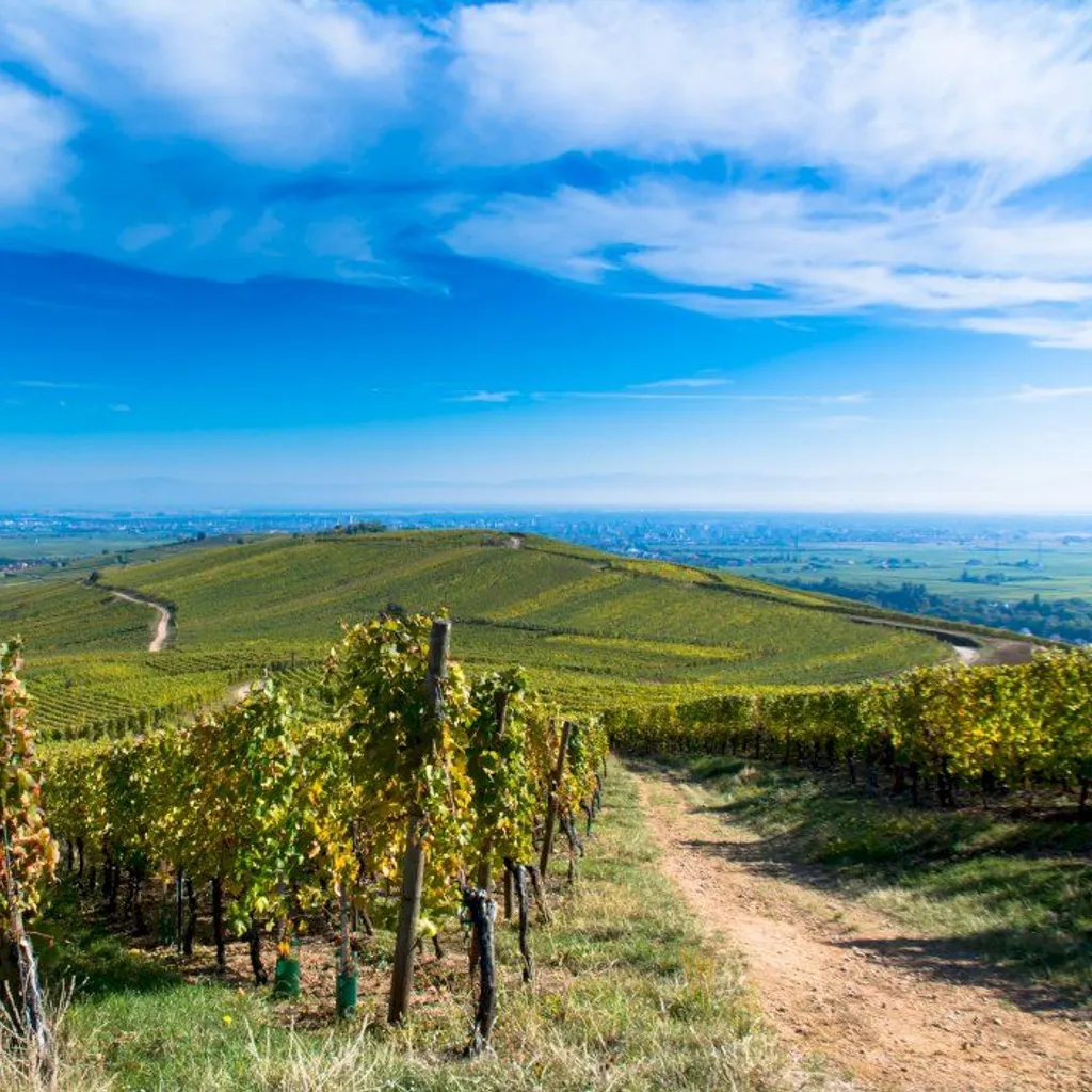 Ophorus Day Trips & Wine Tours in Alsace - 4