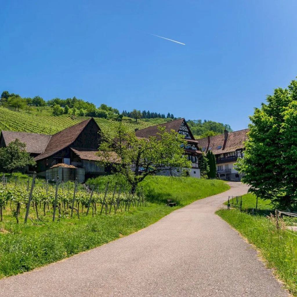Ophorus Day Trips & Wine Tours in Alsace - 2