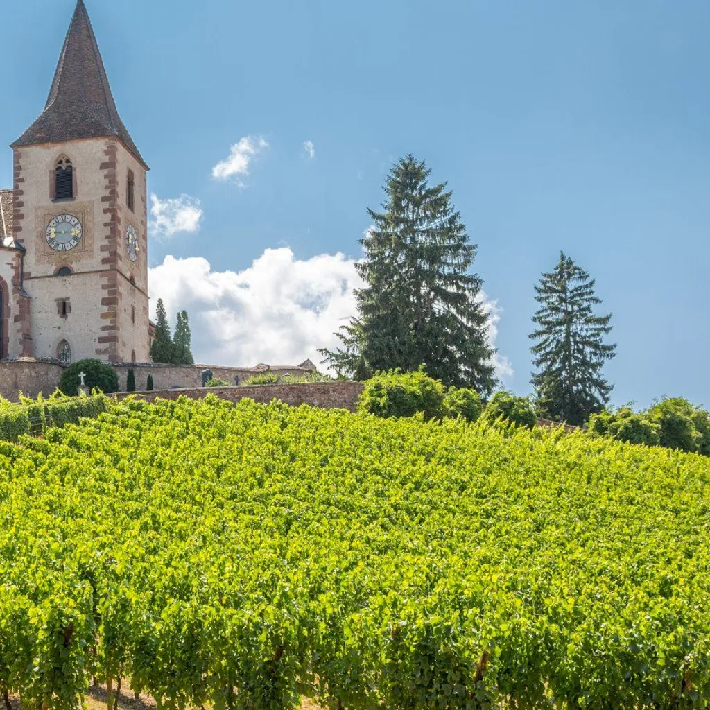 Ophorus Day Trips & Wine Tours in Alsace - 5