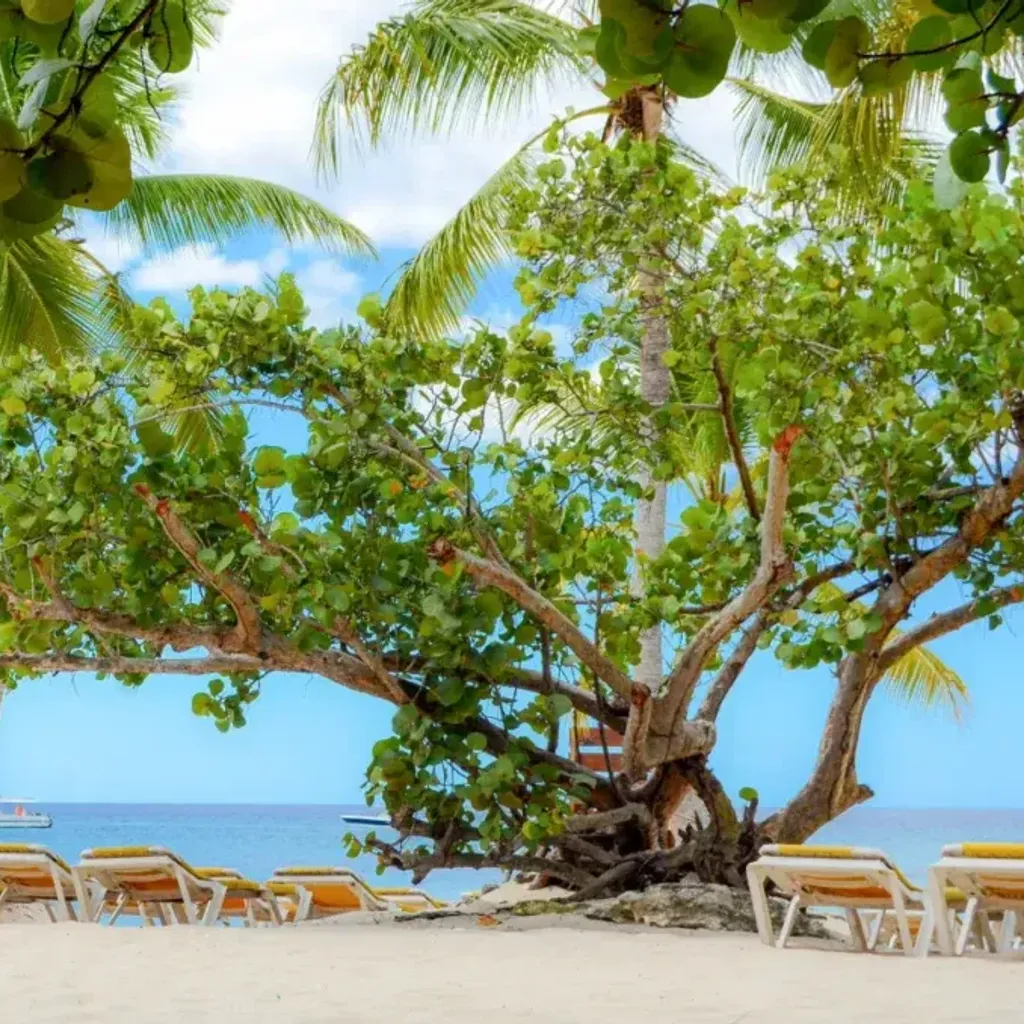 Ms Dreamers - Excursiones Punta Cana Tours - 2