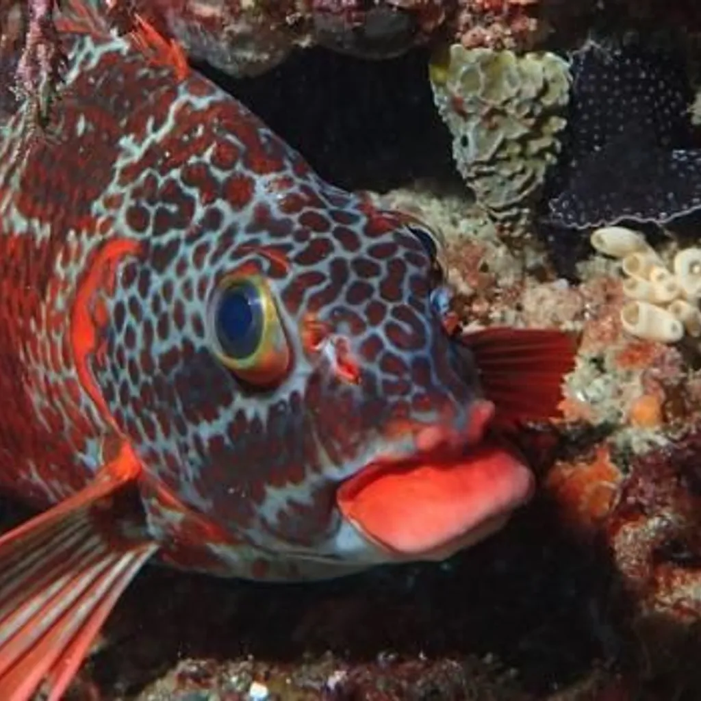 Underwater Explorers Club of WA (Inc) - 2
