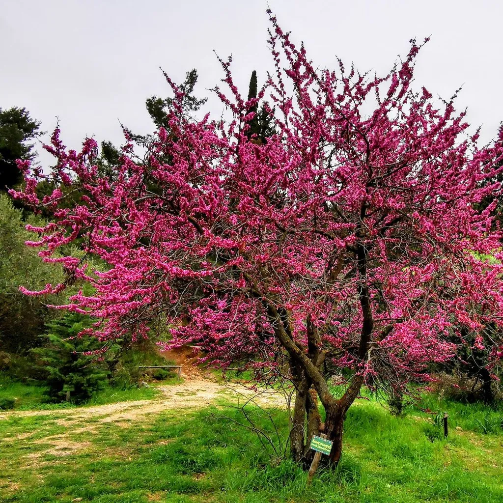 Hymettus, Kesariani & Vyronas Aesthetic Forest - 8