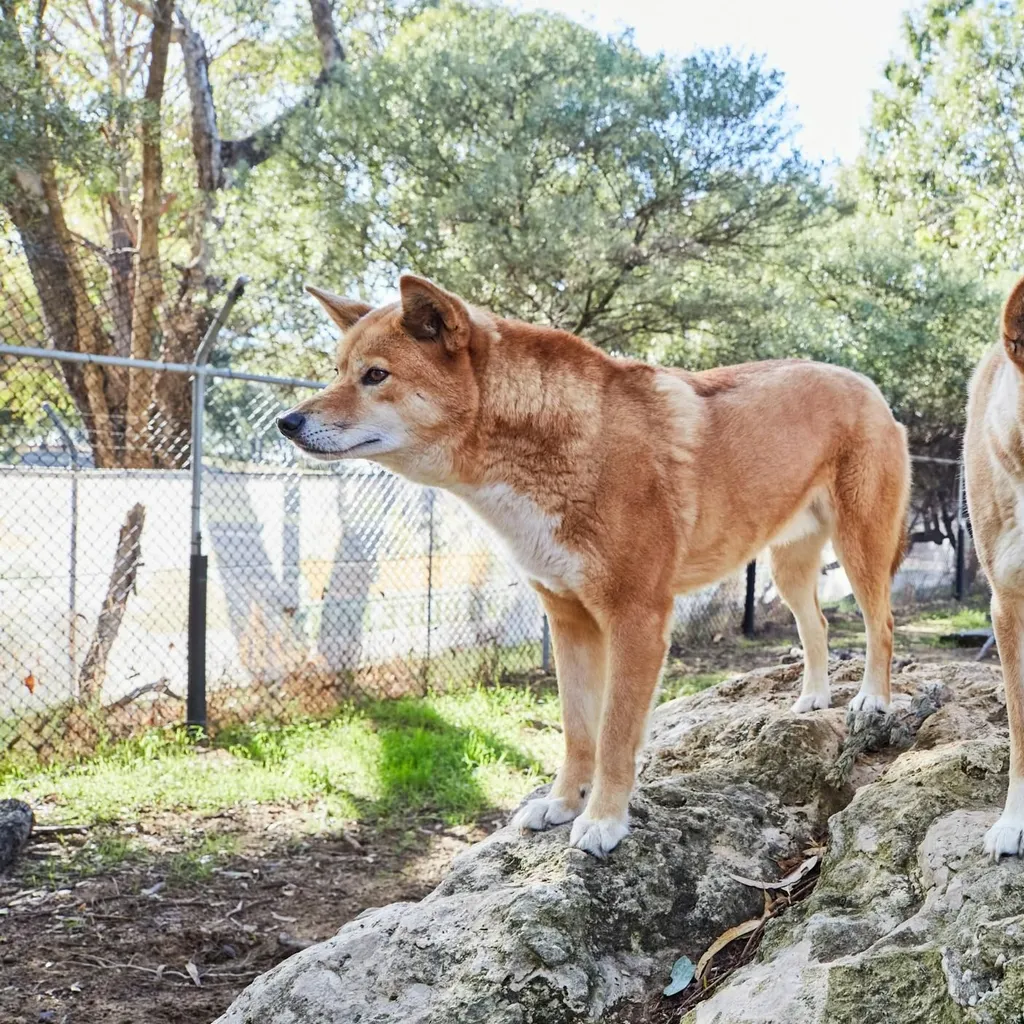 Bunbury Wildlife Park - 2